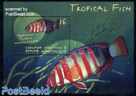 Tropical fish s/s, choerodon fasciatus
